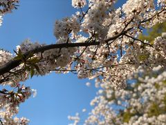 二日続きの花見は二番目の孫のリクエストで兄の行った西公園と舞鶴公園でした。