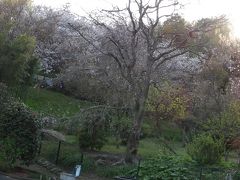 代田家の枝垂れ桜