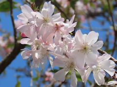 今年最後の冬桜を見る