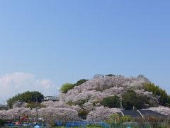 見事な桜でおおわれて！三室山