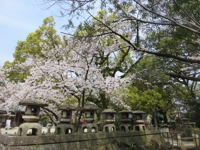 主人とお買い物の行き帰りに桜が少し咲いているのを見てました。<br />きょうは、写真撮りたいので先に帰って貰い諏訪神社の桜を２、３枚撮った時に後ろの方に中年男性も撮られています、終わった頃、「こんにちは、お時間ありますか」と挨拶させて頂き、<br />どの辺から撮られたらいいか、教えてくださいと言って、私のデジカメで撮ってくださいとお願いしました。<br />一眼レフカメラで撮ってる人は、上手に違いないと思います。<br />その後、中部公園の桜（スーパー1号館前）三滝通りの桜を撮って自宅に帰りました。<br /><br />4月5日　ウオーキングから帰った主人が三滝通りの桜、きれいだよ<br />というので再度見に行きました。少し撮ったら充電切れです。<br />仕方ありません。諦めて帰ってきました。５日の写真を追加、又は<br />入れ替えました。<br /><br />