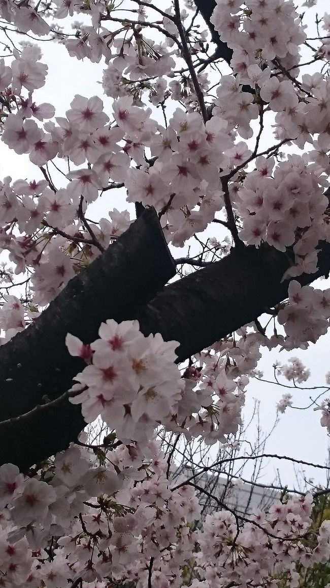 先日、ハワイに行けなくなった旅行記をたくさんの方に読んで頂きありがとうございました。<br />その後、私は日本で無事に働きつつ毎日テレビを見てます。<br />緊急事態宣言を何となく待ち、政府の動きの悪さに腹立たしく、呆れつつ、意味がないとわかりつつもコロナ感染者数を追ってました。<br /><br />最近はやっぱり感染ピークは来るな～。でも気候もいいし、3密避けてたら近場ならちょっとは気分転換に出かけていいよね。と気が緩んでる昨日に偶然見たyou tubeがあります。<br />本当は緩んだ旅行記を載せようと思っていたのですがそれどころではない！<br />皆さまとその動画を共有したいと思い旅行記にですが、4トラの力を借りるべくここに載せることにしました。<br /><br />you tubeのビデオの内容は感染が既に進んでいるNYC在住の日本人シングルマザーが日本の危機を感じて初めてアップしてくれたものです。アメリカから見た今の日本のコロナウイルスの段階、状況、今後どうなるかを伝える内容で目からウロコでした。<br />小池都知事、吉村知事、山中教授が危機を提言されても心にあまり響きませんでしたが、これは胸に迫るものがありました。<br /><br />https://youtu.be/kRr_j2dq4lE<br /><br />テレビで議論してる緊急事態宣言もどうでもよくなりました。<br />なぜこの動画をNHK、民法各局で取り上げないのか。パニックになるから？<br />3日前に公開されて既に少なくとも14万人以上が見ているようです。<br />はっきり言ってこのままの日本はヤバい。そうならないといいですが、今のままでは…<br /><br />4トラベルの皆様はある程度自粛されている方が多いと思いましたが、you tubeを見ない方もいるかもと思い、前回の旅行記の威力を見て懲りずにアップしました。<br />どれだけの方に見て頂けるか分かりませんが、<br />日本には厳しい法律がなく、対応が遅いあいまいな政府なので今、全ての日本人に自分の、家族の命を守るために見てほしい。<br /><br />拡散希望です。お友達や知り合い、親戚にも教えてあげて下さい。<br />Google様のご加護により再び沢山の方に見て頂けることを祈りつつ。<br />こんなしがない私が私見も含めこんな旅行記を書いたことをお許し下さい。<br />あ～こんなキャラじゃなかったのに。<br />皆さまどうかご無事で。早くまた海外旅行に行ける日が来るといいですね♪<br /><br /><br /><br /><br />