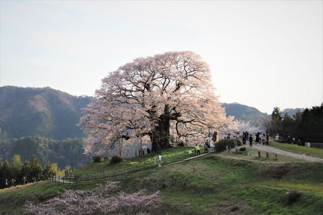 後醍醐天皇が隠岐に配流された時愛でた醍醐桜と11度目の逢瀬