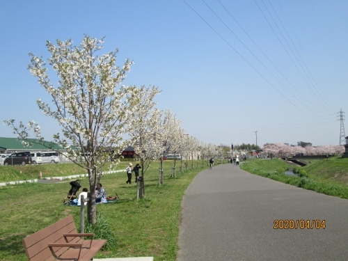 柏市の大堀川、リバーサイドパークの桜はそろそろ葉桜に成り始めました。青葉橋から上流の大堀川は流山市の管轄となります。大堀川沿いに青葉橋から新駒木橋まで平成２８年度と平成２９年度の２か年でオオシマザクラが７７本植樹されました。まだ３年から４年の若い桜ですし、染井吉野に比べ咲くのも遅く、葉桜に早く成ってしまいます。もう何年か経てばリバーサイドパークに負けない桜に成るでしょう。<br />