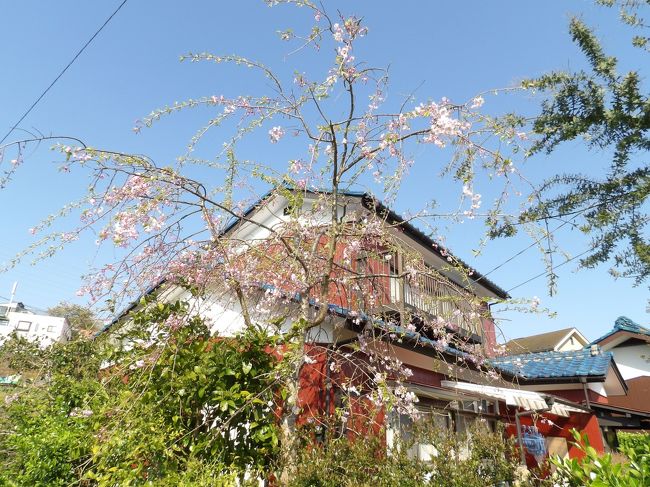 　環状3号線が終わり、道路の延長工事を行っている手前から旧道に入ると畑の横の家の小さな庭に枝垂れ桜の若木が植えられており、開花している。しかし、葉も出始めており、散り始めである。<br />　敷地の角に植えられている枝垂れ桜はまだ若木であるから良いにしても、生長してこの家の屋根までに届くようになれば、とても邪魔になるだろう。これまでにこうした民家に植えられた枝垂れ桜をたくさん見てきたが、樹齢40、50年の枝垂れ桜はこの家の敷地程度の広さがある庭に植えられている場合が殆どである。せいぜい、本郷台団地の角の小高い家の角に植えられているのを見たが、枝が道路交差点の上にまで伸びて垂れていた。<br />　この家の隣の畑に住宅が建つようになれば切らざるを得ないであろうか。事実、この畑の主の農家さんは畑の横の大きな家であるが、その家の裏山は宅地開発されて新しい団地になっている。かつてこの裏山にある庚申塔を見に行ったことがある。また、この農家の方々とも挨拶を交わして来た。<br />　枝垂れ桜は染井吉野などとは違って、苗木が高価なだけではなく、一般庶民から見れば贅沢な桜である。少なくても広い家屋敷で枝を伸ばせられる庭があるような家でなければ、こうして枝垂れ桜を植えたとしても、将来的には伐採せざるを得なくなることは、これまでに見てきた多くの枝垂れ桜の植えられている場所と比較すると一目瞭然なことである。<br />　実は私も40数年前に染井吉野と八重桜をそれぞれ3、4本づつ交互に植えたが、染井吉野は枝が母屋の屋根の庇に掛かるようになって伐採されたようだ。また、10数年前には秋田・角館で枝垂れ桜の苗木を2本買って持ち帰り、実家の東に植えた。また、その後に、三春の滝桜の苗木を買い求めて持ち帰り、これも東の裏山の裾に植えている。この3本の枝垂れ桜はそれぞれ10mは離して植えている。実生であるから12、13年も経てば花が咲くと言われたが、もうとっくにその年数は過ぎている。自分が植えた桜で最も失敗したのは河津桜を植えたことだ（https://4travel.jp/travelogue/10665585）。これも植えたのは10数年前のことだ。<br />（表紙写真は狭い敷地に植えられた枝垂れ桜の若木）