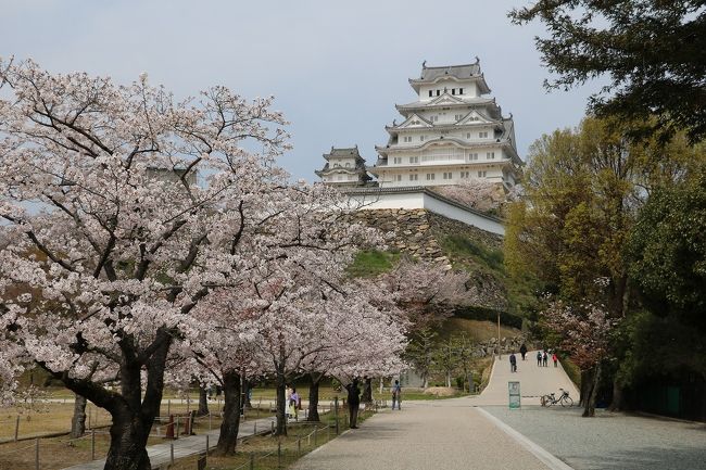 この時期、毎年花見に出かけている姫路城へ行ってきました。<br />今年は新型コロナウイルスの影響で、城内での飲食は禁止となり、写真撮影のみとなってしまいました。<br />そのせいか観光客や花見客も少なく、写真撮影のみであればいろいろな角度から写すことが出来、きれいな写真を撮ることが出来ました。<br />ただやはりこの時期、桜とお城を眺めながら美味しい弁当やお酒が飲めなかったのが残念です。<br />今年の桜は開花は早かったものの満開になるのが遅れて全体としては8分咲き程度でした。<br />開花後寒い日が続いたので満開が遅れ、例年通り10日頃まで楽しめそうです。