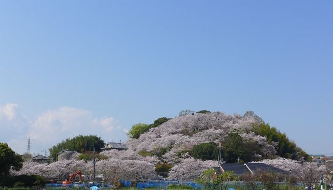 見事な桜でおおわれて！三室山