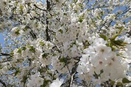 春の川口グリーンセンター♪　Vol4　☆桃花・ボケ・芝桜・山桜の彩りの競演♪