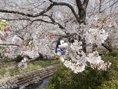 グーちゃん、せせらぎ緑道へ花見に行く！（グー散歩/鴨居とせせらぎ緑道の桜！編）