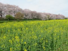 三密を避け、車から桜を見よう　～栃木県南部編～