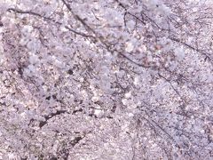 再・桜のトンネルで桜を愛でる＠2020.4.4