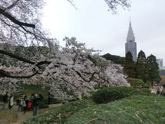 東京お花見巡り Vol.3 [新宿御苑編](2019年3月)