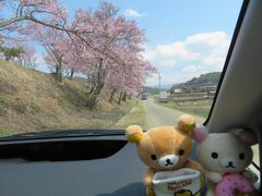 三密を避け、車から桜を見よう　～長野県中信編～