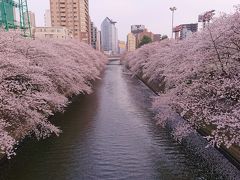 目黒川沿いの桜並木をお花見散歩　2020年