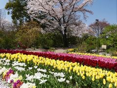 「あしかがフラワーパーク」の春の花まつり_2020_サクラ散り始め、チューリップ見頃終盤、でも綺麗です（栃木県・足利市）