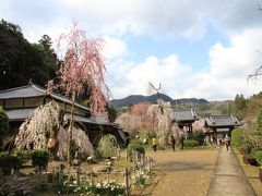 大野寺の小糸しだれ桜