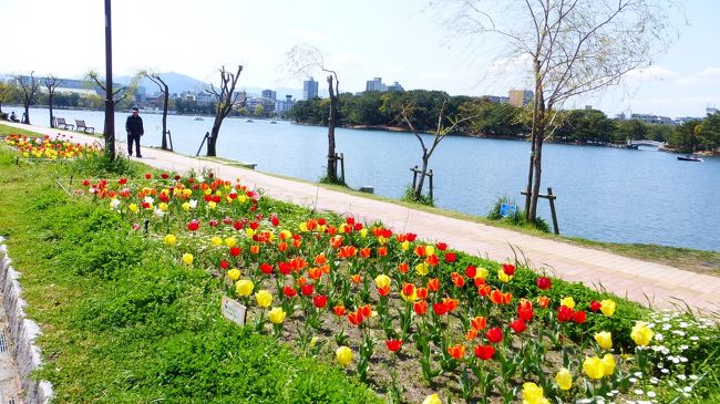 コロナウィルスの影響で、福岡市内でも余り外出しない方が良いのは分かっているのですが、福岡市中心部内の桜満開前後の日が休みであった為、折角なので、今まで行った事がないけど、自宅からシェアサイクル＆徒歩で手軽に行ける、福岡市内中心部の桜名所に行って来ました。<br /><br />また、人出が少ないと思われる午前１０時前に自宅を出発して行きました。<br /><br />行った福岡市内中心部の桜名所は、①西公園、②舞鶴公園、③福岡城址お堀端ですが、①の西公園の後、大濠公園内にも立ち寄りました。<br /><br /><br /><br />「西公園」から舞鶴公園に向かう途中「大濠公園」立ち寄り時の様子です。<br /><br />コメントは、一部を除いて省略させて頂きます。