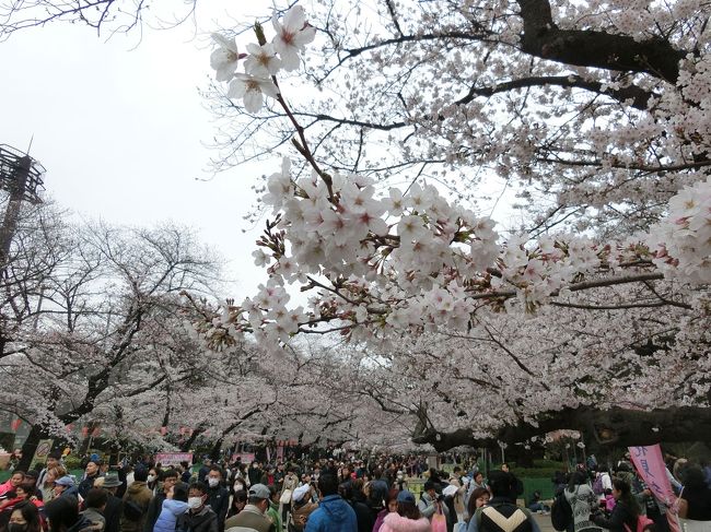 都内の桜巡り。<br />最初に行ったのは上野、ここの目的は桜ではなく東京都美術館でしたが、<br />お花見も楽しめました。