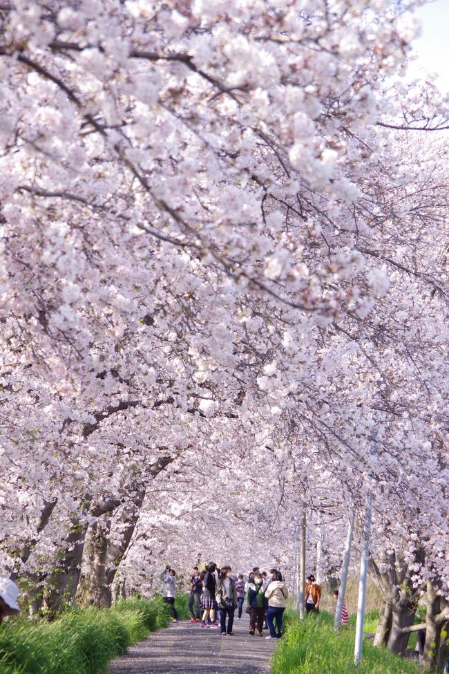 再・桜のトンネルで桜を愛でる＠2020.4.4