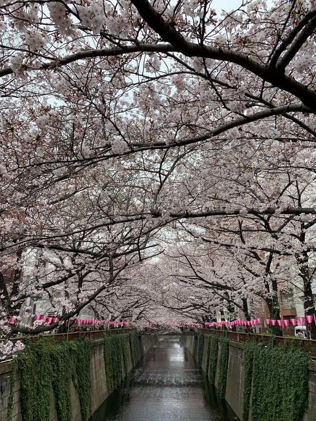 都内桜巡り<br />上野のあと、中目黒へ<br />目黒川の桜を見ました。<br />大橋JCT近くまで川沿いを歩き池尻大橋でランチにしました。<br />