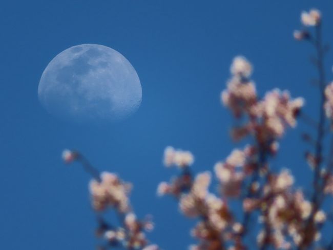 散歩範囲を少し伸ばし、普段　通り過ぎてしまうことの多い近場を桜散策。<br />遠くに行かなくても、日ごろの見落とし名所？を再発見。<br />ほとんど人がいない道を　距離を取りつつ、健康管理。<br />