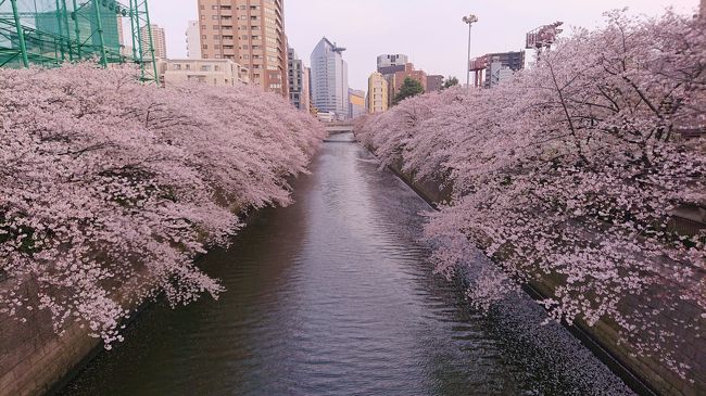 新型コロナウイルスの感染が拡大しているので計画していた旅行をキャンセルして近場でお花見散歩。<br />東京で桜が満開と報道されて４日目の3/25に目黒川沿いの桜並木を散歩しましたが、目黒川右岸は満開に近かったが左岸は3～5分咲きとまだまだ見頃に程遠い感じでした。そこで4/3に再度目黒川沿いを散歩しました。桜は散り始めていましたが、まだまだ見頃でした。
