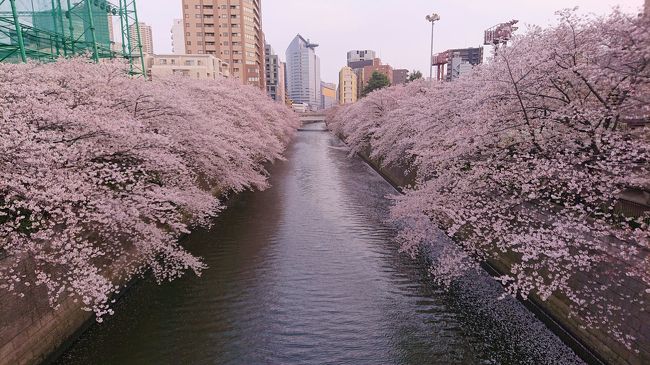 新型コロナウイルスの感染が拡大しているので計画していた旅行をキャンセルして近場でお花見散歩。<br />東京で桜が満開と報道されて4日目の3/25に目黒川沿いの桜並木を散歩しましたが、目黒川右岸は満開に近かったが左岸は3~5分咲きとまだまだ見頃に程遠い感じでした。そこで4/3に再度目黒川沿いを散歩しました。桜は散り始めていましたが、まだまだ見頃でした。