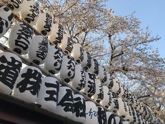 都内の桜を見に行く。(善福寺川、井の頭公園、多摩動物公園、としまえん、上野、横浜、浅草、新宿編)