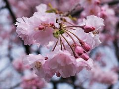 さくら公園と松花堂庭園。