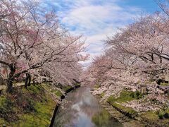 『佐保川の桜♪　（”うふふ♪♪の桜日記♪”・その１ と　”奈良ちょっとだけ食べ歩記”・その１☆）』