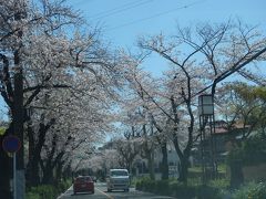 私の好きな桜のトンネル。秘密の裏道。静かに走る。