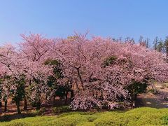 世田谷公園、林試の森公園などお花見散歩　2020年
