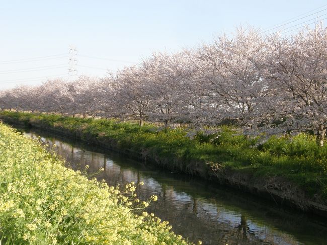 毎朝実施している早朝ウォーキングの時間で、今朝は、久喜市鷲宮地区の桜と加須市川口の桜並木を尋ね、お花見をしながら歩き、途中コンビニで朝食を買い、那珂川の河川敷(鷲宮神社の「暑夏祭」会場になる)で食事をして、帰りは、葛西用水沿いをウォーキングで久喜市鷲宮支所周辺の桜を見て帰る、総延長16.587歩を完歩しました。<br /><br />久喜市・加須市の桜の名所を早朝ウォーキングで楽しむ・・・久喜市鷲宮の桜並木