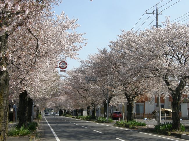 毎朝実施している早朝ウォーキングの時間で、今朝は、久喜市鷲宮地区の桜と加須市川口の桜並木を尋ね、お花見をしながら歩き、途中コンビニで朝食を買い、那珂川の河川敷(鷲宮神社の「暑夏祭」会場になる)で食事をして、帰りは、葛西用水沿いをウォーキングで久喜市鷲宮支所周辺の桜を見て帰る、総延長１６．５８７歩を完歩しました。<br /><br />久喜市・加須市の桜の名所を早朝ウォーキングで楽しむ・・・加須市川口の桜並木