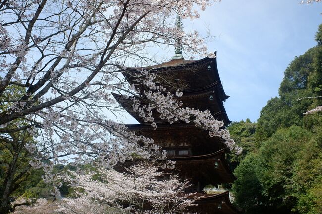 青春18きっぷで行く「山口&島根の旅」。元々は二週間前に山口県宇部市で開催される「くすのきカントリーマラソン」に出場してその前後で旅する予定だったのですが、コロナウィルス騒動で中止になったため、その代替となる旅です。元々予約していた宿を利用しての旅も考えたのですが、2月下旬に学校への休校要請が発表されたため、さすがにその時期の旅行はよろしくないなーと思い一旦延期。諸般の事情(青春18きっぷが5回分)もあり、実家に戻る(+プチ旅)のと今回の旅行とを行くかどうか自体迷っていたのですが、3月上旬位にちょっとだけ持ち直したと思い、両方合わせて実行を決断。<br /><br />一応、観光客少ないややマイナーなオープンエアのスポットを狙って、事前に施設自体が空いているかどうかもチェックして、体調管理、衛生管理も徹底して臨んだ旅でした。<br /><br />そして今回の旅で、全都道府県庁所在地宿泊の46番目のピース山口県山口市を埋めました。残るは群馬県前橋市だけです。<br /><br />ご存知の通り、例の魔の三連休でウィルス感染のニュースが毎日のように流れ、外出自粛要請も出され始めました。とはいっても、地元はいわゆる都市部ですが、普段いるのはいわゆる地方なので、そこまでは極端には気にしていなかったです。<br /><br />昔から基本的に、自粛とか嫌いだし、同調圧力とか苦手だし嫌いでした。自然災害などで世の中が暗くなると、そういう時こそ旅して、そのスポットにお金を落とすことで元気になれる、というコンセプトでした旅もあります。東日本震災以降特に顕著でした。<br /><br />でも一方で、都市部でウィルス感染者が増えている中、感染者のほとんど出ていないスポットに人が集中していることに対して、恐怖を感じている人も増えていることも最近知りました。特に医療設備の弱い離島辺りは心配という声も増えているみたいです。<br /><br />当分は海外旅行行くことは難しいので、暫くは普段からあまり行けない国内の離島とか僻地と思っていたのですが、離島医療云々の話を聞かされると、さすがに考えてしまいます。ネトウヨとか大の苦手で、旅して感染みたいなのをボロクソに言っているコメントを見ると正直気分も悪いのですが、でもそういった意見も全く的を得ていないとも思えないです。<br /><br />ざっくりですが、一万分の一くらいの確率だと思います、自身が感染するのは。自分自身が凶器になる可能性がある、なんて考えると気分的にあまり落ち着けません。この文章を書いている時点で報道されている感染者数と、日本の人口と、隠れ感染者から、なんとなくそれくらいだと。とはいっても、その万が一を考えると、どんなに注意をしても、気分的に落ち着けなくなってしまいます。実際に志村けんさんが亡くなったのは、今回の旅の最終日でした。<br /><br />私自身、メンタルは繊細ですが、身体的には比較的健康だと思っています。それは、適宜息抜きで旅することによって、心と体のバランスを上手くとっているんだと思います。<br /><br />一人の時間が長かったので、電車に揺られながら色々な事を考えました。ここまで葛藤を感じた旅もなかったです。別に誰かに何かを言われたわけではありません。心無い言葉を浴びさせられたわけでもありません。でも今までとは違った不安を抱えながら旅しても、楽しい気分になれないというのも事実です。<br /><br />この先、どうやって心と体のバランスをとっていけばいいのでしょうか。<br /><br />決定ではないですが、しばらくは今のスタイルの旅を休止するかもしれません。もしかしたらこれが、最後の旅行記になるかもしれません。もちろんそうはしたくないですし、そうならない世界になって欲しいですが。<br /><br />なので、元々は二部構成予定でしたが、四部構成にしました。<br /><br />3/28(土)<br />04:49 福井<br />05:30/05:35 敦賀<br />09:30/09:32 相生(←恒例 相生ダッシュ 笑)<br />10:38/10:49 岡山<br />11:48/12:12 福山(ダイヤ乱れによるスケジュール変更)<br />12:40/12:53 糸崎<br />14:49/15:03 宮島口<br />15:24/16:04 岩国<br />17:10/17:47 錦町<br />18:52/19:15 岩国<br />21:16/21:35 新山口<br />21:58 岩国<br /><br />3/29(日)<br />14:02 山口<br />15:17/16:56 津和野<br />17:46/19:32 益田<br />22:37 松江<br /><br />3/30(月)<br />08:35 松江<br />09:00/09/03 安来<br />09:26 市立病院前<br />12:01 月山入口<br />12:36/12:44 安来<br />12:53/13:41 米子<br />15:54/15:55 新見<br />17:22/18:00 岡山<br />19:25/19:26 姫路<br />22:10/22:18 長浜<br />22:55/23:17 敦賀 特急しらさぎ65号<br />23:50 福井<br />