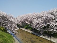 お家で過ごそう  その1 (’-’*)♪ 地元でお花見