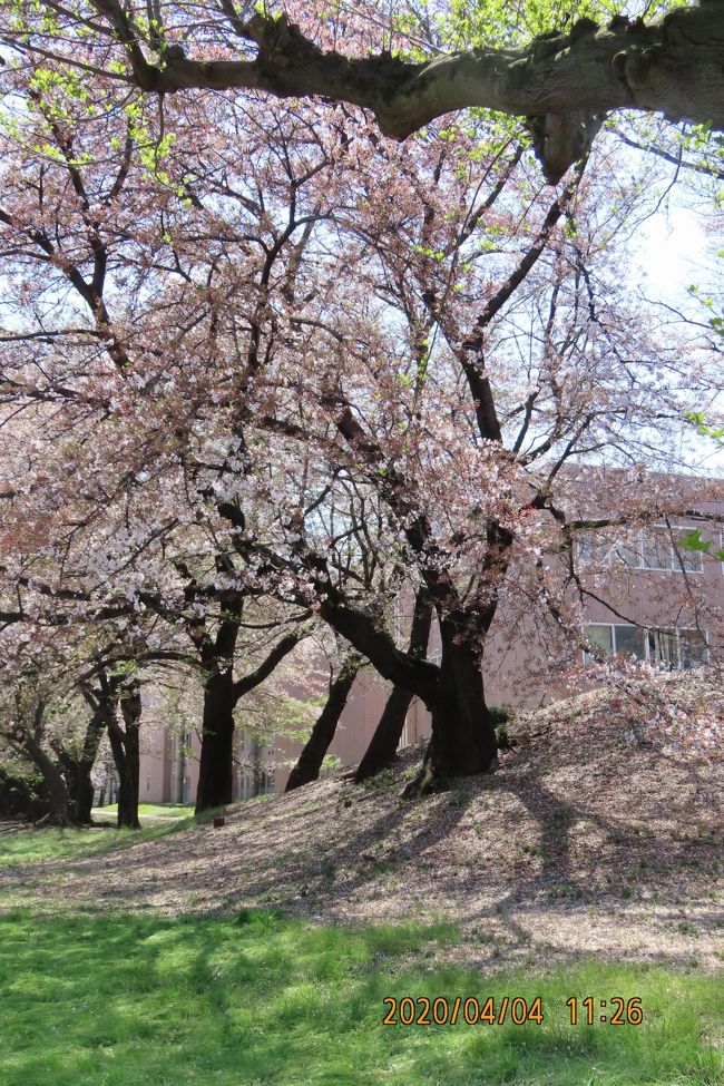 4月4日、午前11時20分過ぎにふじみ野市にある文京学院大学構内の桜を見に行きました。　桜の花は満開(3/25)を過ぎて散り始めていましたが、青空に映えて美しかったです。<br /><br /><br /><br />*文京学院大学構内の桜が地面に生えた若緑色の草に映えて、美しく見えます。