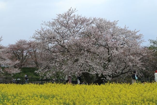 とうとう昨夜、7都府県に緊急事態宣言が発令された。<br />「日常」が戻ってくるのは、いったいいつなんだろう・・・<br /><br />先週、不要不急の外出自粛の中、密閉・密集・密接の「三密」を避けて2020年最後の桜と菜の花を見に行った。<br /><br />肌寒く小雨の降る日曜日。<br />本来なら今日は桜まつり。<br />天気予報では「曇り一時雨」だったのに、午前中からすでに雨が降り出したのは桜の涙に思えた。<br />