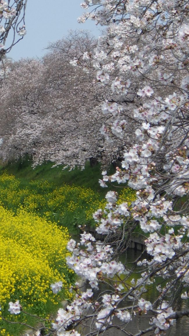 コロナウイルスの影響で各桜の名所でも行政が自粛ムードに包まれ、何処も屋台、ライトアップ等桜祭りが無くなり淋しさを感じますが、静かに人混みもなく花見ができました。