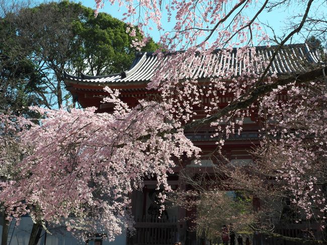 定年退職前の最後の有給休暇消化で京都へ桜を撮りに行きました。1日目、まずは醍醐寺の桜です。<br />咲き始めているか心配していましたがほぼ満開状態でした。午前中は醍醐寺を見て午後から東山方面に向かいました。
