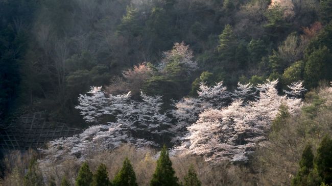日本画のような山桜と後醍醐天皇が賞賛した樹齢1000年の一本桜
