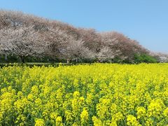 埼玉県幸手市の権現堂公園に桜と菜の花を見てきました。