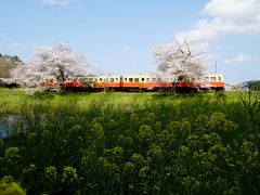 2020年いすみ鉄道菜の花と桜