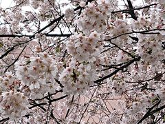 コロナで花見ができないので、近所の小さな公園で一人花見