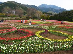 秦野市戸川公園へ。一面に広がる色とりどりのチューリップに溜め息?自粛生活の合間に癒されて