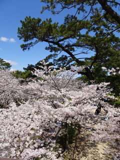 通りがけの満開桜