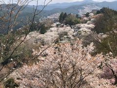 コロナ疲れで気分転換満開の桜に癒されに吉野山登山