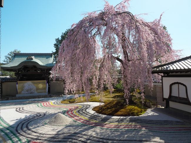 高台寺の桜は見事でしたが、枯山水の庭園の砂紋に色がつけてありました。これは...やっちまった感が拭えません。その後一旦ホテルに戻り夕食はイカリヤ食堂へ。お値段も手頃で大満足の夕食でした。