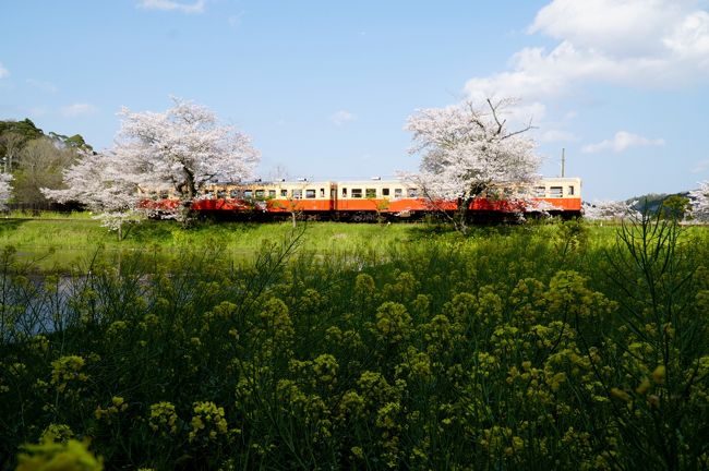 人が多い場所に行かない、公衆交通を利用しない、2020年の花見に行きます。ポイントは郊外、弁当、車、撮影ぐらい時間留まります。<br />先ず石原湖畔美術館に着きます。桜は満開でちょう綺麗、高滝ダム周辺散歩、最高でした。次は石神の花畑、駐車したら、電車が来た、下に電車と菜の花を撮る時間なかった、少々失敗でした。次は養老渓谷ちょっと散歩、観音橋は良かった、秋の訪問がお勧めです。<br />飯給駅で約１時間電車来るを待っていました。弁当の時間を利用し、退屈ではなかった。一番綺麗な写真を撮りました。<br />大多喜駅経由、NHKでドラマ登場した大多喜城を見学し、一周だけですが。家に帰ります。