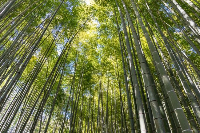 鎌倉/藤沢/江ノ島/平塚/大磯/茅ヶ崎/寒川エリアをぐるりと巡る旅。<br />東京都心から近く相模湾に面した湘南地方、神奈川県南部を指す地名で使われ観光資源も豊富で夏を中心に多くの観光客が集めています。湘南海岸を俯瞰できる場所として知られている湘南平、関東三大七夕祭りの1つ湘南ひらつか七夕まつりの平塚。吉田茂等の著名人の別荘があり要人の避暑地として栄え現代は大磯ロングビーチ等で有名な大磯町。えぼし岩やサザンビーチ茅ヶ崎、サザンオールスターズの桑田佳祐の出身地で知られる茅ヶ崎。9世紀の文献に登場する古社の寒川神社がある寒川。名勝日本百景の江ノ島には日本三大弁天の江ノ島神社や江ノ島展望灯台・稚児ヶ淵・江の島岩屋・新江ノ島水族館等があり夏季は多くの観光客が足を運びます。海、マリンレジャーのイメージが強い鎌倉/藤沢/江ノ島/平塚/大磯/茅ヶ崎/寒川エリアをぐるりと巡ってみました。<br /><br />□■□■□■□■□■□■□■□■□■□■□■□■□■□■□■<br /><br />鎌倉/湘南ぐるり旅、今回は鎌倉にある報国寺へ行って来ました。バスで鎌倉駅から10分程で到着、周辺は交通量も意外と多く、駐車場もあまりないため自家用車より公共交通機関の利用がおススメです。バス停からのんびり歩いて行くと報国寺が見えてきます。ミシュラン・グリーンガイドの三ツ星を獲得しただけあり、綺麗な庭園や絶景の竹林は一見の価値があります。訪れた日は少し時間も早かったこともあり、それほど混みあっておりませんでした。周辺には多くの寺院があるため散策におススメの場所です。<br /><br />□■□■□■□■□■□■□■□■□■□■□■□■□■□■□■<br /><br />＜報国寺＞<br />https://houkokuji.or.jp/<br /><br />□■□■□■□■□■□■□■□■□■□■□■□■□■□■□■<br /><br />＜神奈川ぐるり旅＞<br />【1】横浜中華街<br />http://4travel.jp/traveler/dekadora/album/10537642/<br />【2】コスモワールド　2010～2011カウントダウン<br />http://4travel.jp/traveler/dekadora/album/10539281/<br />【3】川崎大師の参道＆初詣2011<br />http://4travel.jp/traveler/dekadora/album/10539295/ <br />【4】長谷寺[あじさい]<br />http://4travel.jp/traveler/dekadora/album/10684901/<br />【5】高徳院鎌倉大仏殿<br />http://4travel.jp/traveler/dekadora/album/10685272/<br />【6】光則寺<br />http://4travel.jp/traveler/dekadora/album/10686336/<br />【7】御霊神社<br />http://4travel.jp/traveler/dekadora/album/10687189/<br />【8】成就院[あじさい]<br />http://4travel.jp/traveler/dekadora/album/10687610/<br />【9】極楽寺<br />http://4travel.jp/traveler/dekadora/album/10688444/<br />【10】江ノ電<br />http://4travel.jp/traveler/dekadora/album/10688621/<br />【11】円覚寺<br />http://4travel.jp/traveler/dekadora/album/10689190/<br />【12】東慶寺<br />http://4travel.jp/traveler/dekadora/album/10689814/<br />【13】浄智寺<br />http://4travel.jp/traveler/dekadora/album/10690114/<br />【14】明月院[あじさい]<br />http://4travel.jp/traveler/dekadora/album/10691904/<br />【15】建長寺<br />http://4travel.jp/traveler/dekadora/album/10692228/<br />【16】ヴェルニー公園<br />http://4travel.jp/traveler/dekadora/album/10701400/<br />【17】三笠公園＆記念館「三笠」<br />http://4travel.jp/traveler/dekadora/album/10702688/<br />【18】どぶ板通り＆横須賀ネイビーバーガー <br />http://4travel.jp/traveler/dekadora/album/10702912/<br />【19】江ノ島＆江ノ島神社<br />http://4travel.jp/traveler/dekadora/album/10704075/<br />【20】江の島サムエル・コッキング苑&amp;江の島シーキャンドル<br />http://4travel.jp/traveler/dekadora/album/10704344/<br />【21】稚児ヶ淵&amp;岩屋<br />http://4travel.jp/traveler/dekadora/album/10704939/<br />【22】仙石原ススキ草原(秋)<br />http://4travel.jp/traveler/dekadora/album/10746183/<br />【23】大涌谷<br />http://4travel.jp/traveler/dekadora/album/10747130/<br />【24】星の王子さまミュージアム 「ル・プチ・プランス」<br />http://4travel.jp/traveler/dekadora/album/10748925/<br />【25】星の王子さまミュージアム 箱根サン＝テグジュペリ<br />http://4travel.jp/traveler/dekadora/album/10749304/<br />【26】箱根ガラスの森美術館[前編] <br />http://4travel.jp/traveler/dekadora/album/10749930/<br />【27】箱根ガラスの森美術館[後編] <br />http://4travel.jp/traveler/dekadora/album/10750599/ <br />【28】藤子・F・不二雄ミュージアム<br />http://4travel.jp/traveler/dekadora/album/10759868/<br />【29】生田緑地バラ園[秋バラ]<br />http://4travel.jp/traveler/dekadora/album/10760544/<br />【30】小田原城址公園　あじさい・菖蒲まつり2013【前編】<br />http://4travel.jp/travelogue/10850985<br />【31】小田原城址公園　あじさい・菖蒲まつり2013【後編】<br />http://4travel.jp/travelogue/10852280<br />【32】横須賀菖蒲園<br />http://4travel.jp/travelogue/10857999<br />【33】横浜アンパンマンこどもミュージアム＆モール<br />https://4travel.jp/travelogue/11335209<br />【34】八景島シーパラダイス<br />https://4travel.jp/travelogue/11609697<br />【35】報国寺(鎌倉）<br />https://4travel.jp/travelogue/11615190<br />【36】杉本寺(鎌倉）<br />https://4travel.jp/travelogue/11616838<br />【37】浄妙寺＆石窯ガーデンテラス<br />https://4travel.jp/travelogue/11618821<br />【38】鶴岡八幡宮(鎌倉）<br />https://4travel.jp/travelogue/11620713